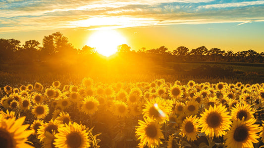 Jaw dropping benefits of the Sunshine Vitamin D