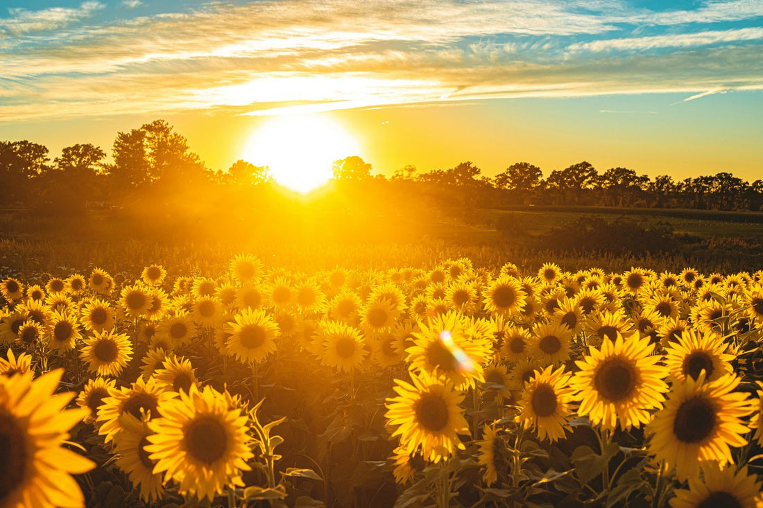 Jaw dropping benefits of the Sunshine Vitamin D